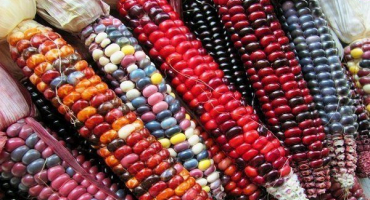 Je možné jíst barevnou kukuřici a jak ji správně pěstovat?